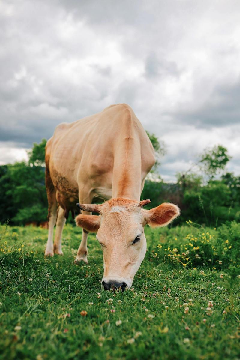 Waycrosse Inc. is the single family office for the Cargill–MacMillan families of Minnesota and is one of the largest family offices in the world, overseeing tens of billions derived primarily from their controlling stake in agribusiness giant Cargill.