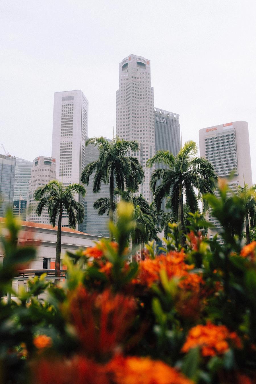 Tropical flowers in the foreground of Singapore — where some of Asia's most significant family office wealth is managed.